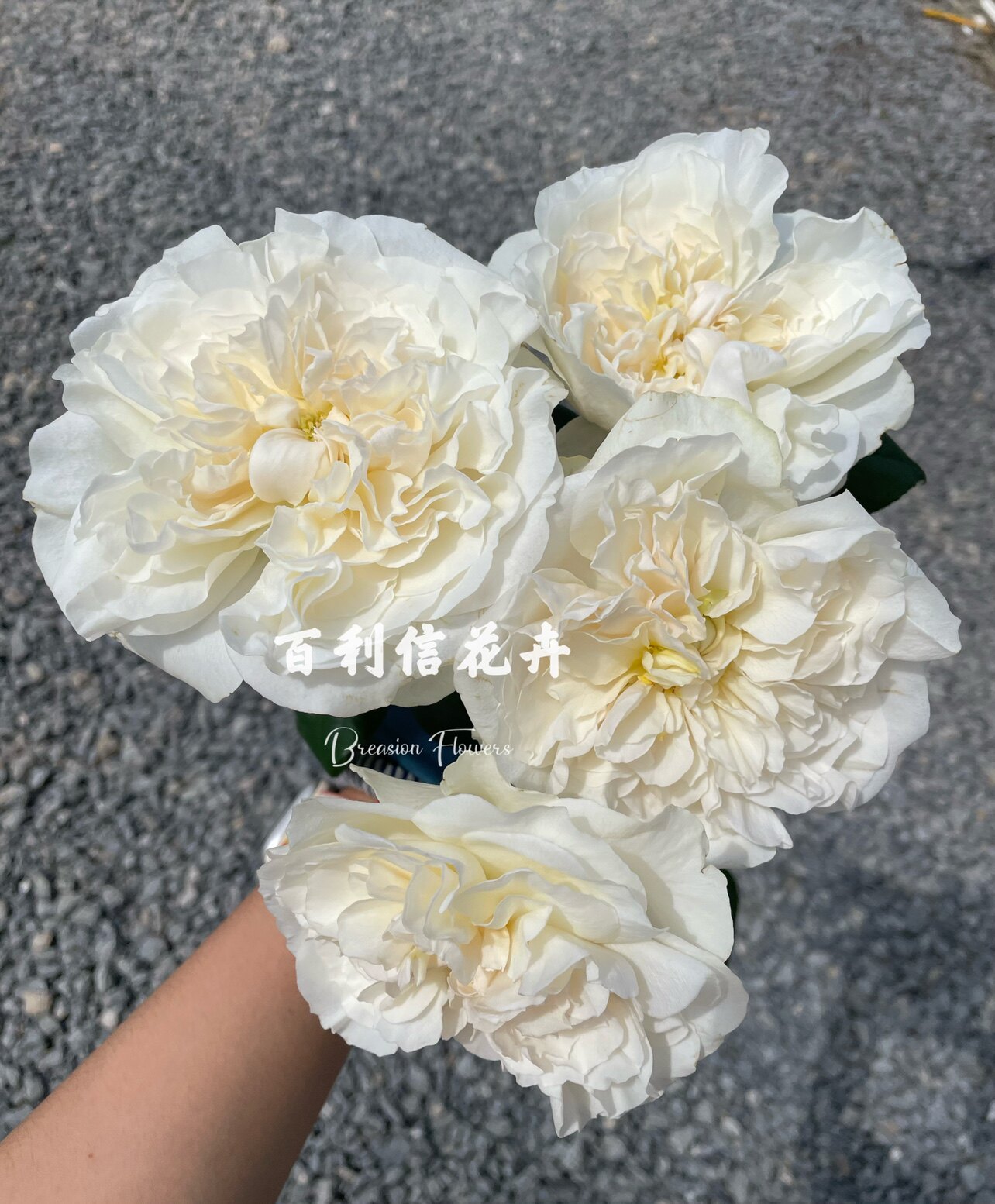 百利信a级70cm尤金妮玫瑰农场直发