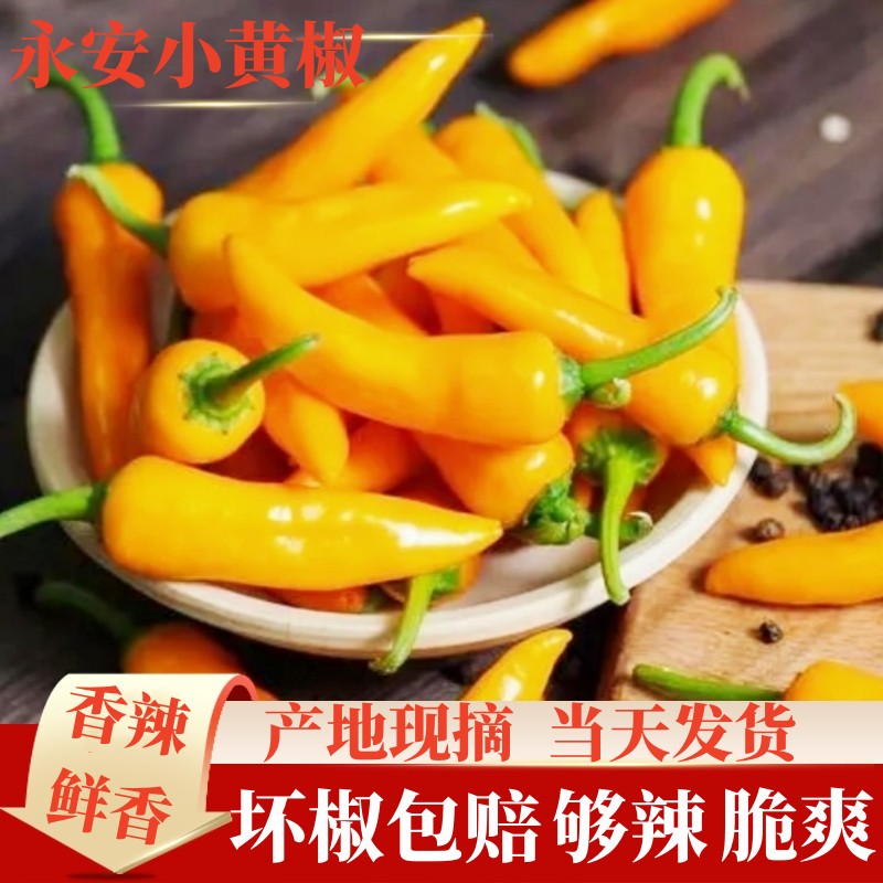 黄椒福建永安黄椒新鲜超辣椒王特辣种子小米椒蔬菜子弹椒黄皮魔鬼