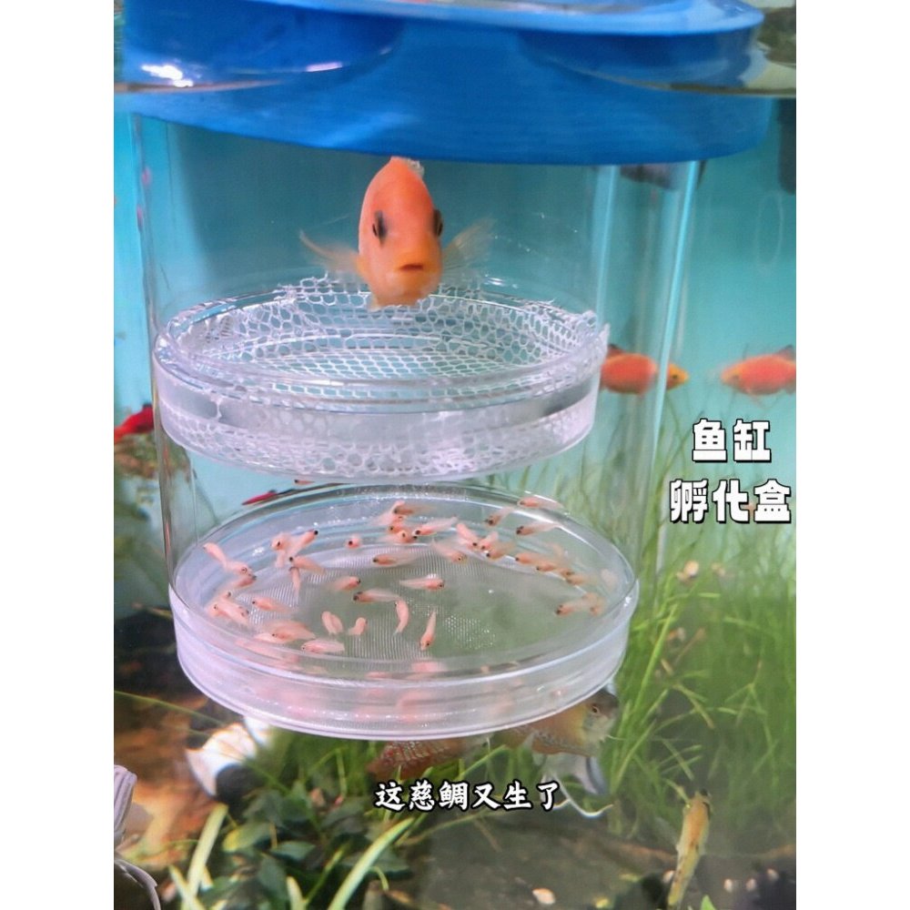 小鱼繁殖隔离盒悬浮式小型鱼卵鱼苗鱼缸孵化盒子孔雀鱼母鱼孵化器图片