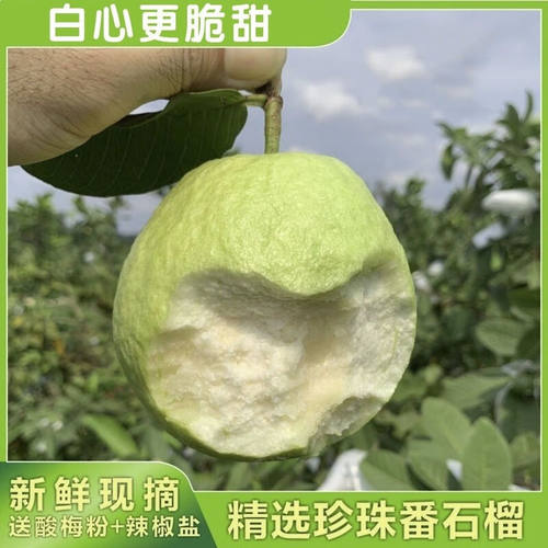 新鲜奶油芭乐白心芭乐水果软心番石榴广西应当季大果整箱小香果子