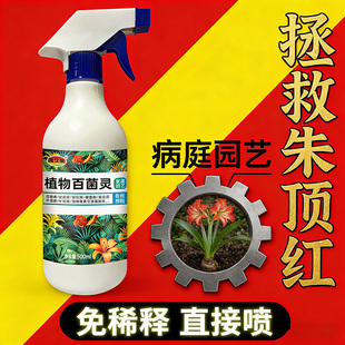 朱顶红红斑病红锈病烂根专用药杀菌剂催花爆芽素种球根营养液肥料