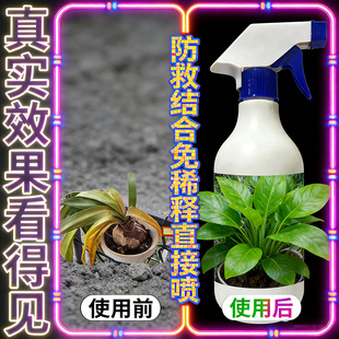 朱顶红红斑病红锈病烂根专用药杀菌剂催花爆芽素种球根营养液肥料