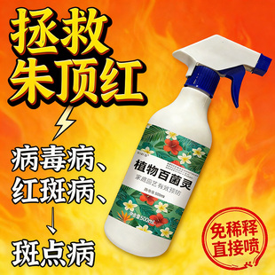 朱顶红红斑病红锈病烂根专用药杀菌剂催花爆芽素种球根营养液肥料