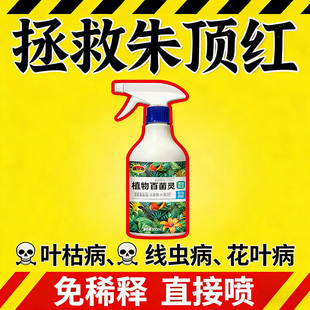 朱顶红红斑病红锈病烂根专用药杀菌剂催花爆芽素种球根营养液肥料
