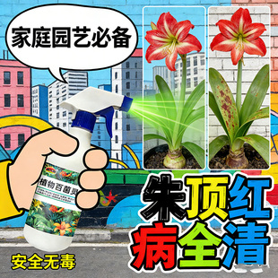 朱顶红红斑病红锈病烂根专用药杀菌剂催花爆芽素种球根营养液肥料