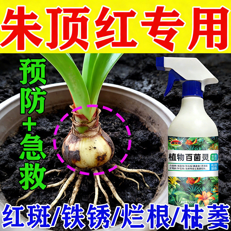 朱顶红红斑病红锈病烂根专用药杀菌剂催花爆芽素种球根营养液肥料,鲜花速递/花卉仿真/绿植园艺,家庭园艺肥料,淘宝优惠券,粉丝福利购,淘宝优惠卷