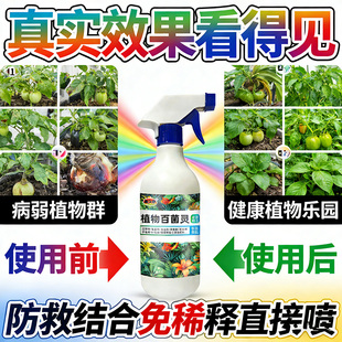 朱顶红红斑病红锈病烂根专用药杀菌剂催花爆芽素种球根营养液肥料