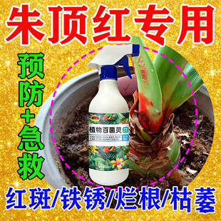 朱顶红红斑病红锈病烂根专用药杀菌剂催花爆芽素种球根营养液肥料