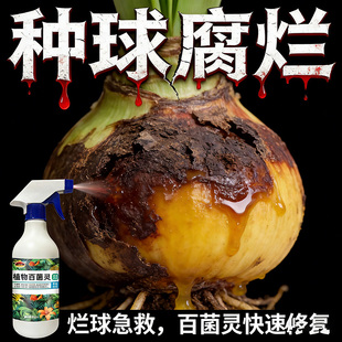 朱顶红红斑病红锈病烂根专用药杀菌剂催花爆芽素种球根营养液肥料