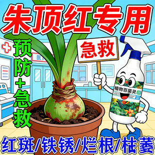 朱顶红红斑病红锈病烂根专用药杀菌剂催花爆芽素种球根营养液肥料