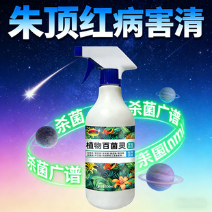 朱顶红红斑病红锈病烂根专用药杀菌剂催花爆芽素种球根营养液肥料