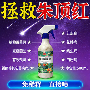 朱顶红红斑病红锈病烂根专用药杀菌剂催花爆芽素种球根营养液肥料