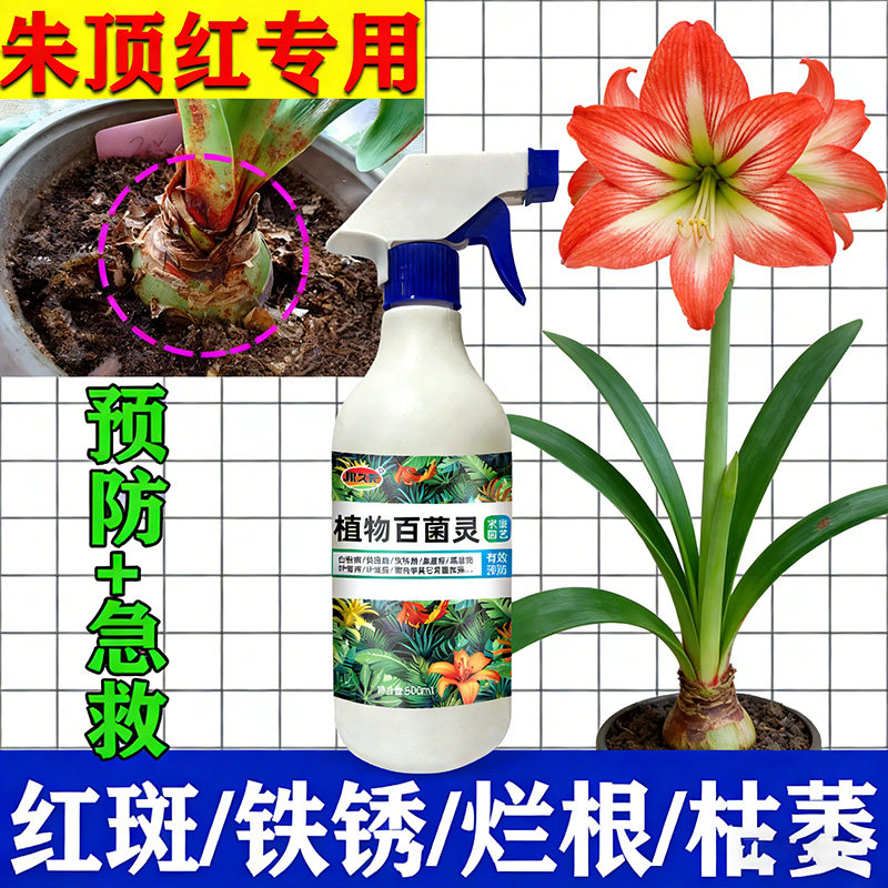 朱顶红红斑病红锈病烂根专用药杀菌剂催花爆芽素种球根营养液肥料,鲜花速递/花卉仿真/绿植园艺,家庭园艺肥料,淘宝优惠券,粉丝福利购,淘宝优惠卷