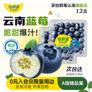 s怡颗莓云南蓝莓鲜果蓝莓新鲜水果旗舰店 Driscoll 云南蓝莓季