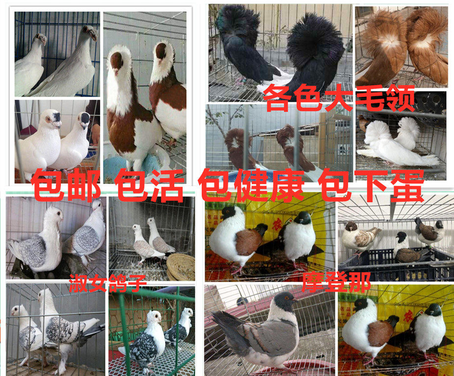 观赏鸽毛领淑女两头乌点子秀凤尾大鼻子摩登那仙女芙蓉鸽子活体