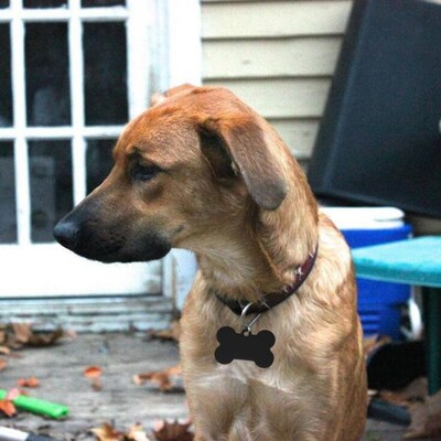 38mm Dog Brand Bones Pet Identity Brand Aluminum Alloy Pet D