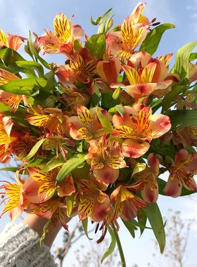Flowers sunflower mashup lily flowers long roses carnations
