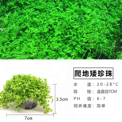 Aquarium landscape aquatic plants package perspective