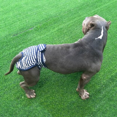 Washable Female Dog Shorts Panties Menstrual Period Underwea