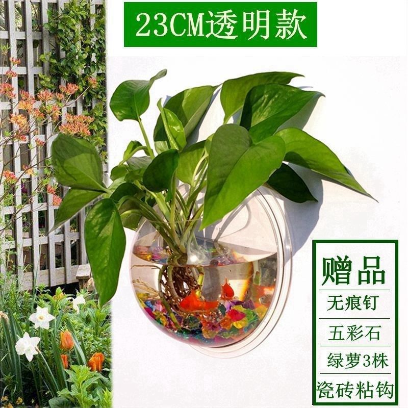 acrylic wall hydroponic money plant pot bottles of wall