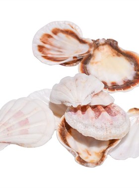 10PCS Mediterranean Style Beautiful Beach SeaShells Mix Sea