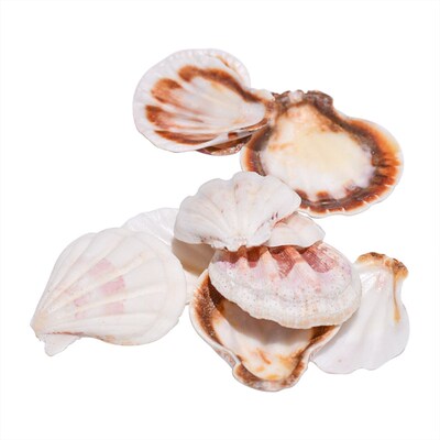 10PCS Mediterranean Style Beautiful Beach SeaShells Mix Sea