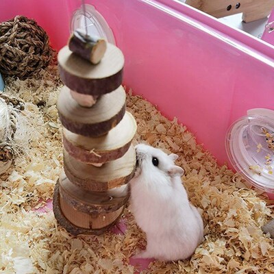 Small Pet Apple Wood Chew Sticks Twigs for Rabbit Hamster Gu