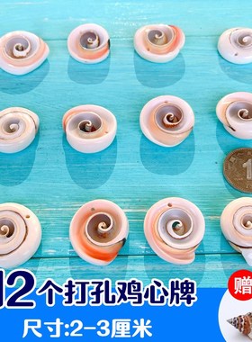 Natural conch shells on the sea aquarium landscape