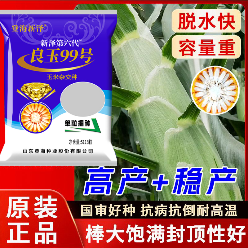 高产玉米种子登海良玉99