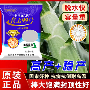 高产玉米种子登海良玉99第六代抗旱耐涝耐高温抗倒伏红轴脱水快