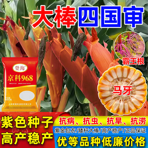 正品高产玉米种子矮杆大棒耐高温正品原装京科968抗病耐涝南北方 - 封面