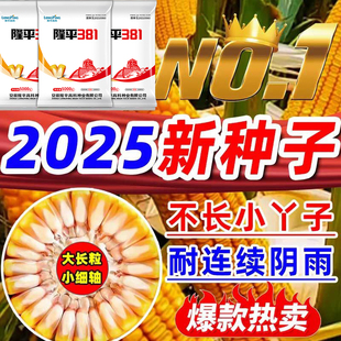 隆平高科高产玉米种子隆平381国审玉米大棒抗病抗倒伏矮杆霸王根