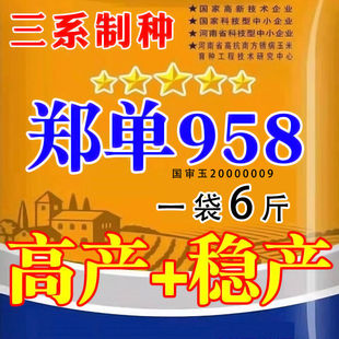高产大棒玉米种子郑单958新种子长粒农科院培育矮杆抗倒伏玉米种