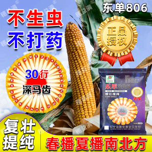 东单1331之后东单806高产玉米种子细轴大马牙深马齿矮杆抗病抗倒