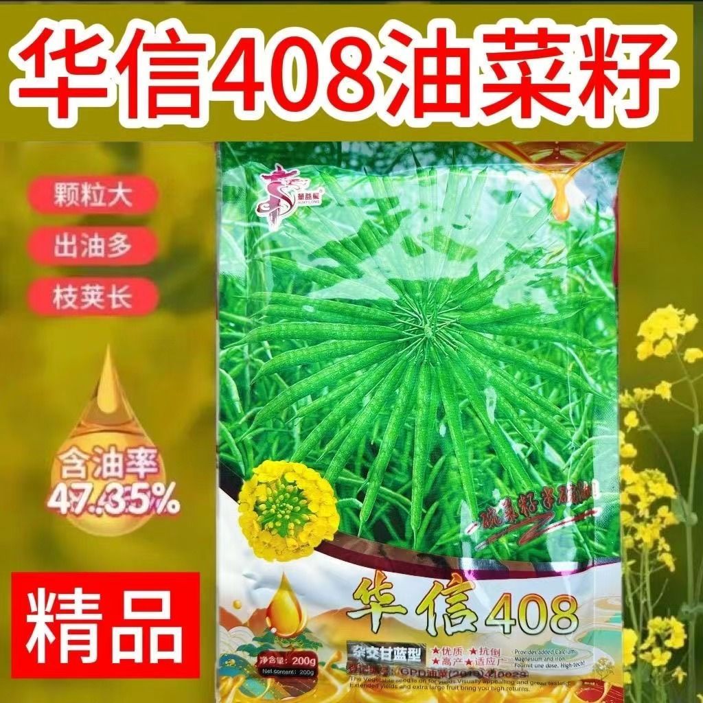 高产抗寒油菜种子华信408