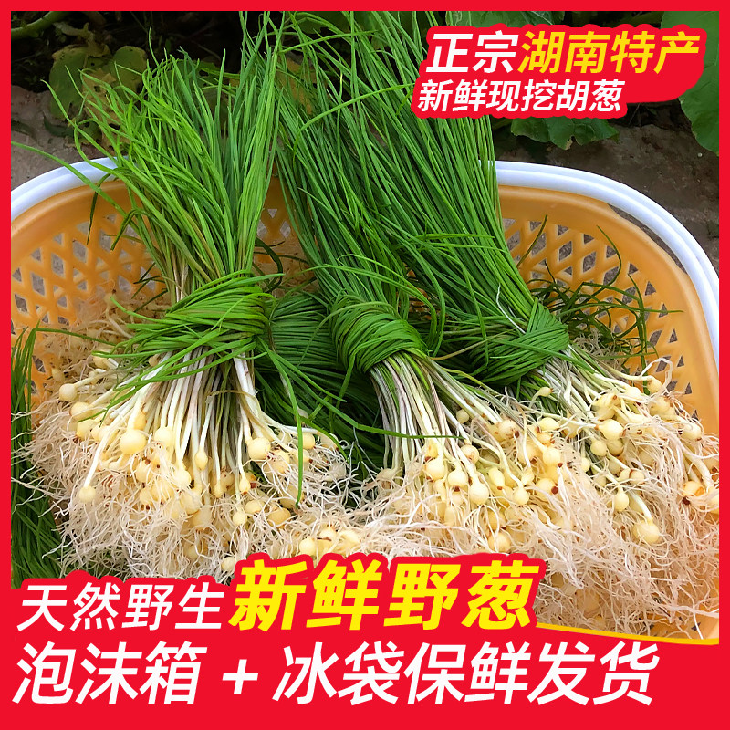 湘西野葱新鲜野蒜现挖沙葱小根蒜香葱贵州野生葱藠头胡葱湖南野菜