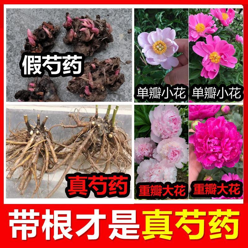 芍药花苗四季易活多年生花卉植物室内盆栽庭院地栽芍药花根块带芽