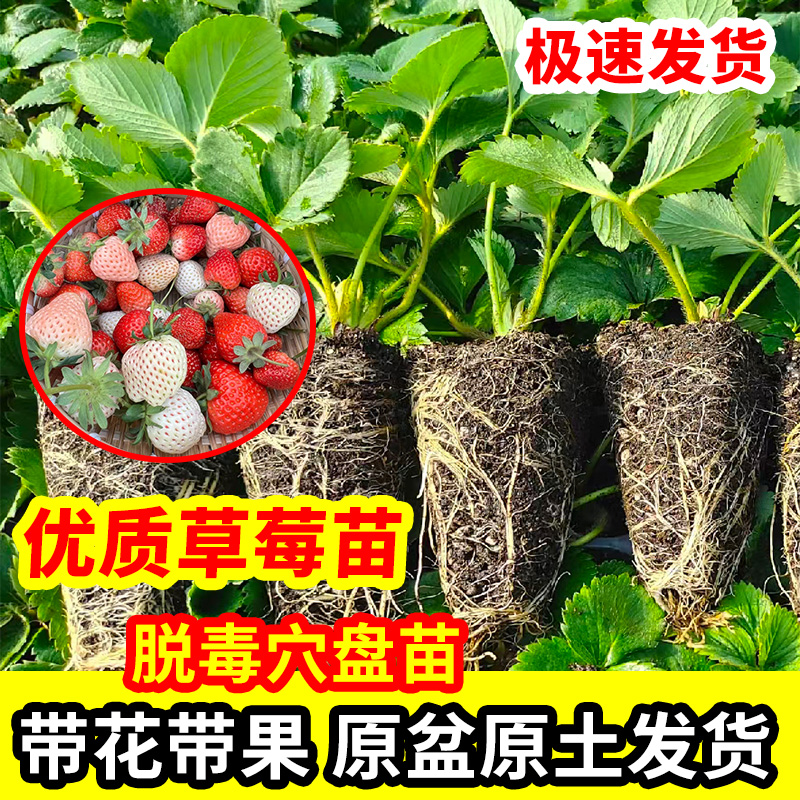 草莓苗盆栽脱毒穴盘苗带花果带土多品种奶油红颜秋冬草莓种植秧苗