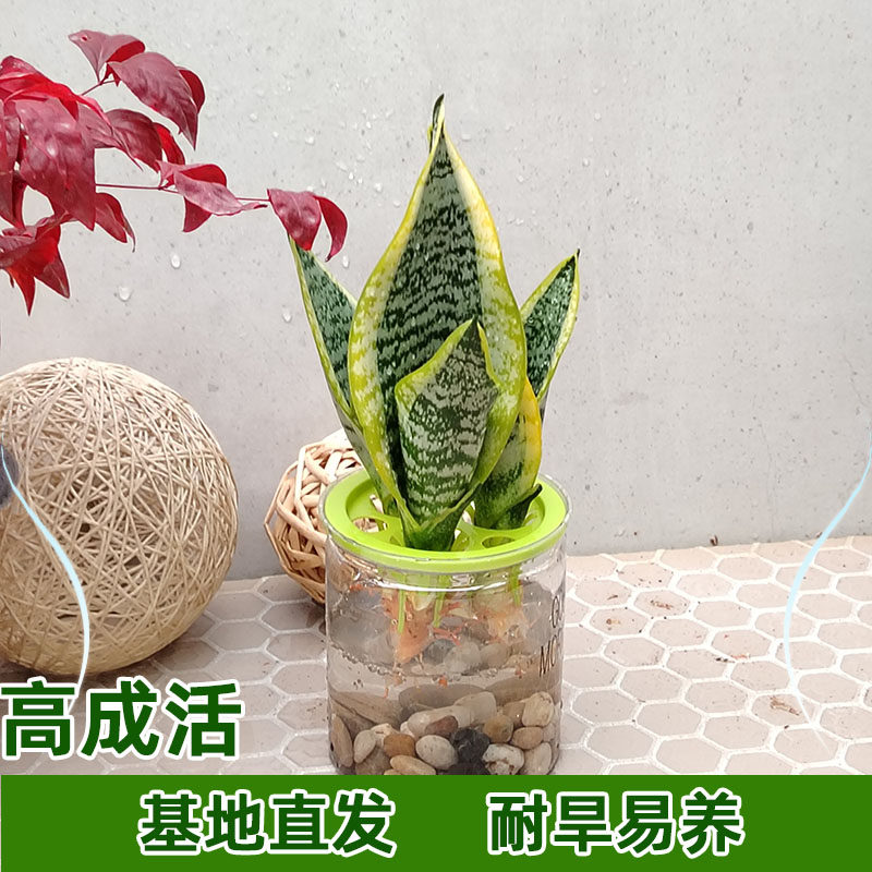 三孔水培金边矮脚虎皮兰白玉兰室内四季好养小懒人花卉绿植物盆栽