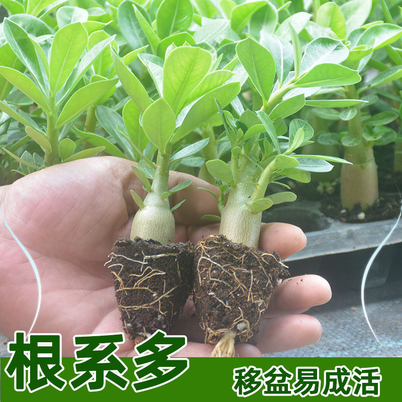 养养就开花一花传三代喜高温