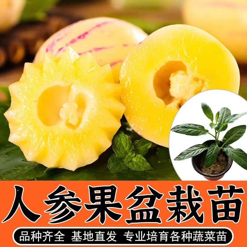 云南人参果树苗圆果种子果树结果人参果苗茄瓜人参果树苗盆栽