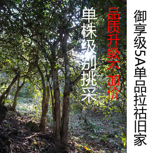 26年拉祜旧家 古树单株级挑采 国某林森林古茶纯料生茶500g包邮