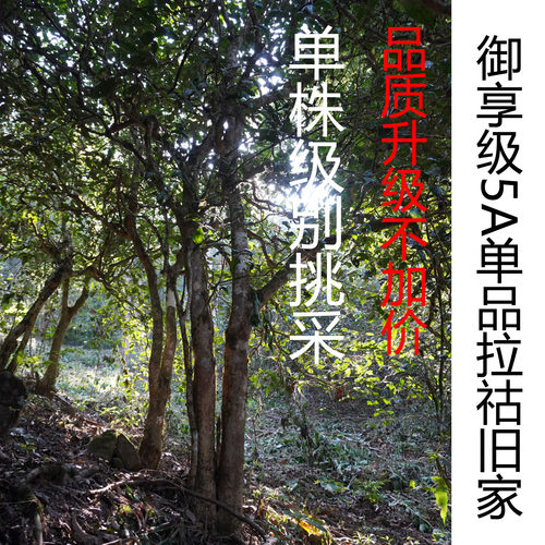 单株古树挑采御享好茶古树纯料