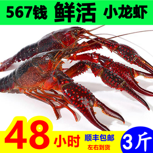 小龙虾鲜活水产3斤456钱潜江洪湖清水活虾稻田淡水虾特大龙虾批发