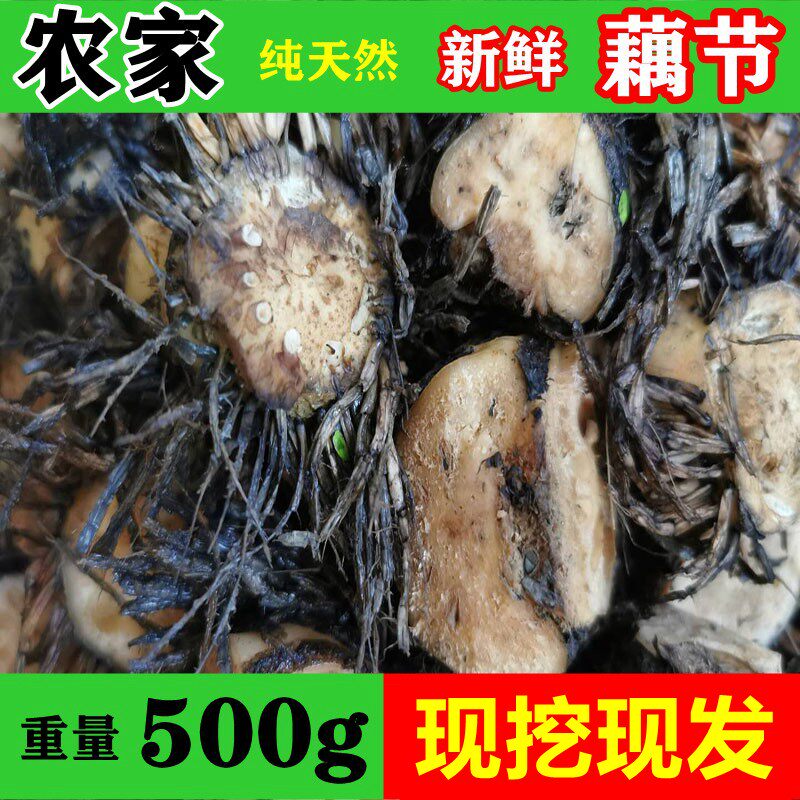 洪湖新鲜藕节 老藕节 藕节带须莲藕