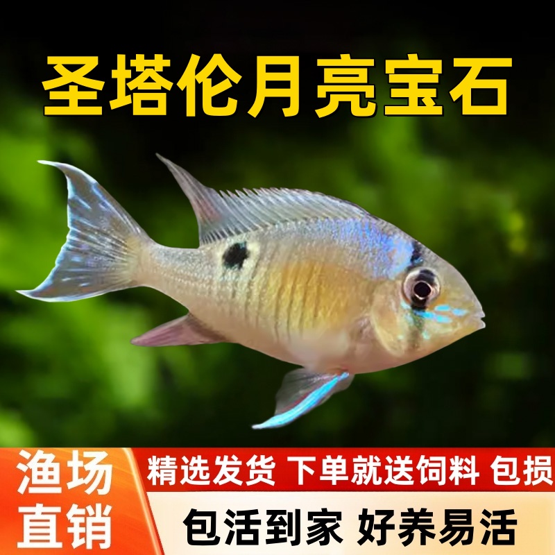 圣塔伦黄腹月亮宝石南美慈鲷温顺易养原生食土鲷热带鱼观赏鱼活体