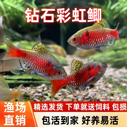 钻石彩虹鲫皮实好看耐寒冷