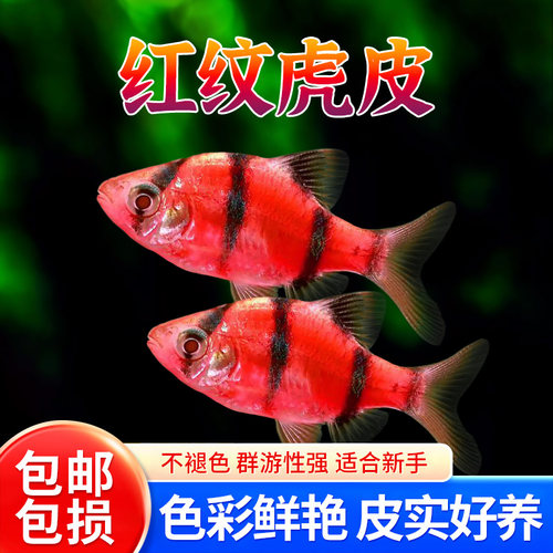 红纹虎皮鱼新品种基因改良不褪色