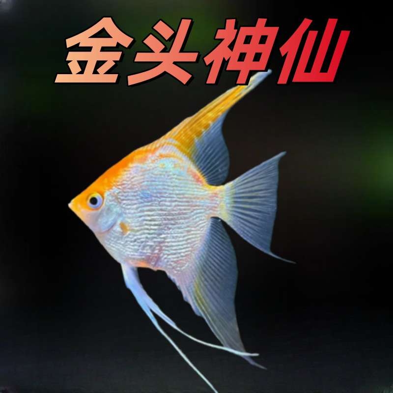 金头神仙鱼热带观赏活体金顶燕子图片