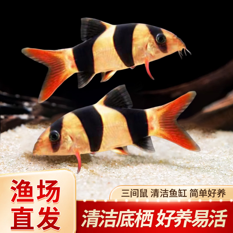 三间鼠鱼热带淡水活体底层清洁垃圾残渣除藻老鼠工具鱼进口观赏鱼